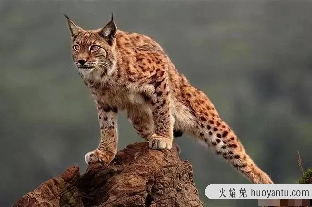 猫的天敌是什么动物(猫的天敌是什么)