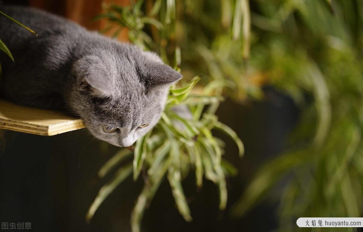 猫咪发情了怎么办(猫发情怎么办)