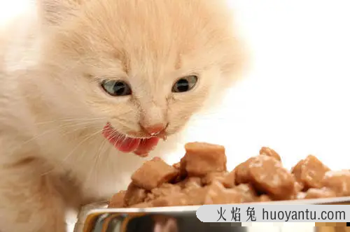 狗粮猫咪可以吃吗(狗粮猫咪能不能吃)