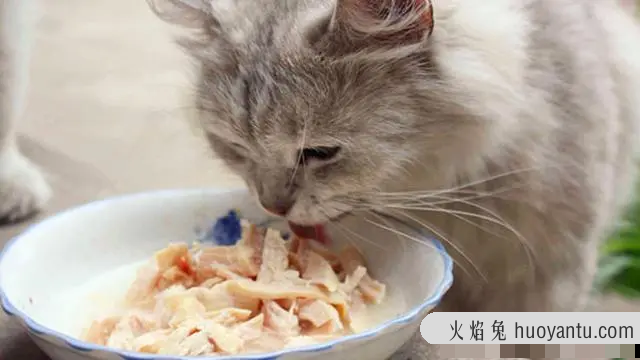 狗粮猫咪可以吃吗(狗粮猫咪能不能吃)