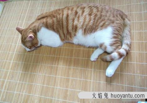 猫咪体温多少正常(夏天猫咪体温多少正常)