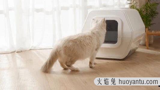 猫便血怎么回事(猫便血拉稀)