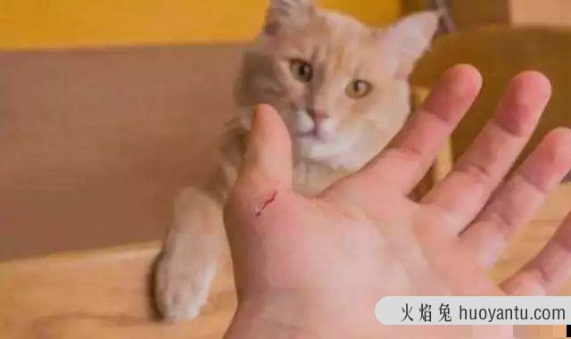 猫和猫打架怎么办(猫咪打架会出猫命吗)