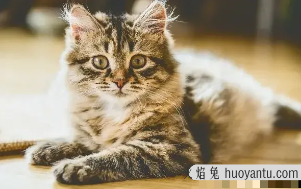 如何训练猫咪使用猫砂盆(怎样训练猫咪用猫砂盆)