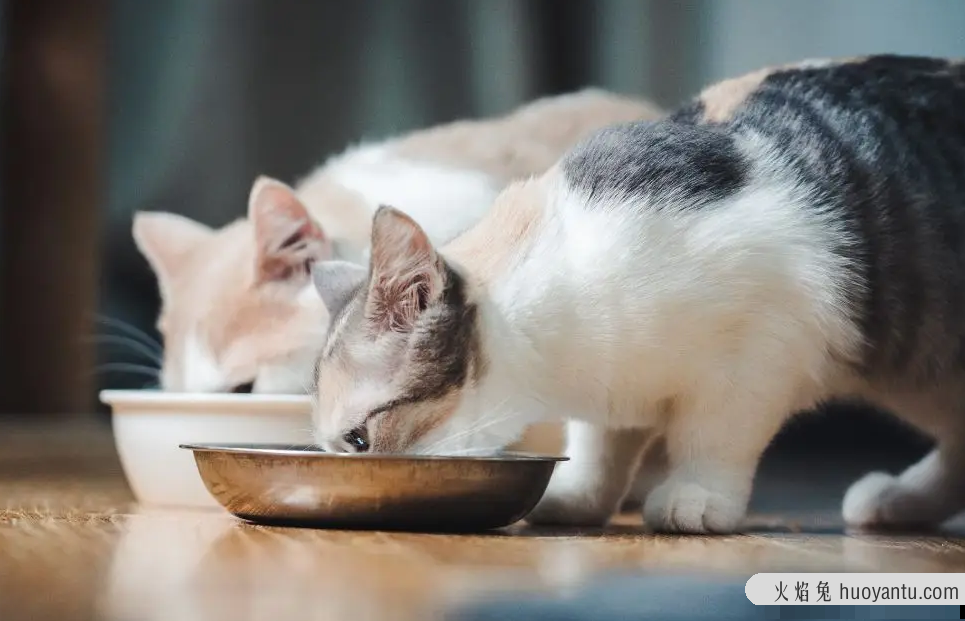 小猫拉肚子吃什么药管用(猫拉稀吃什么药管用)