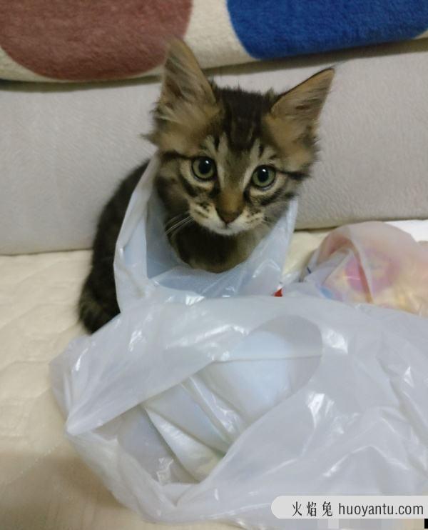 猫舔塑料袋有危害吗(猫舔塑料袋是什么原因)