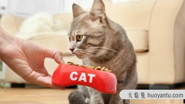 猫每天都吃虾会不会有事(猫每天吃虾会有什么问题)