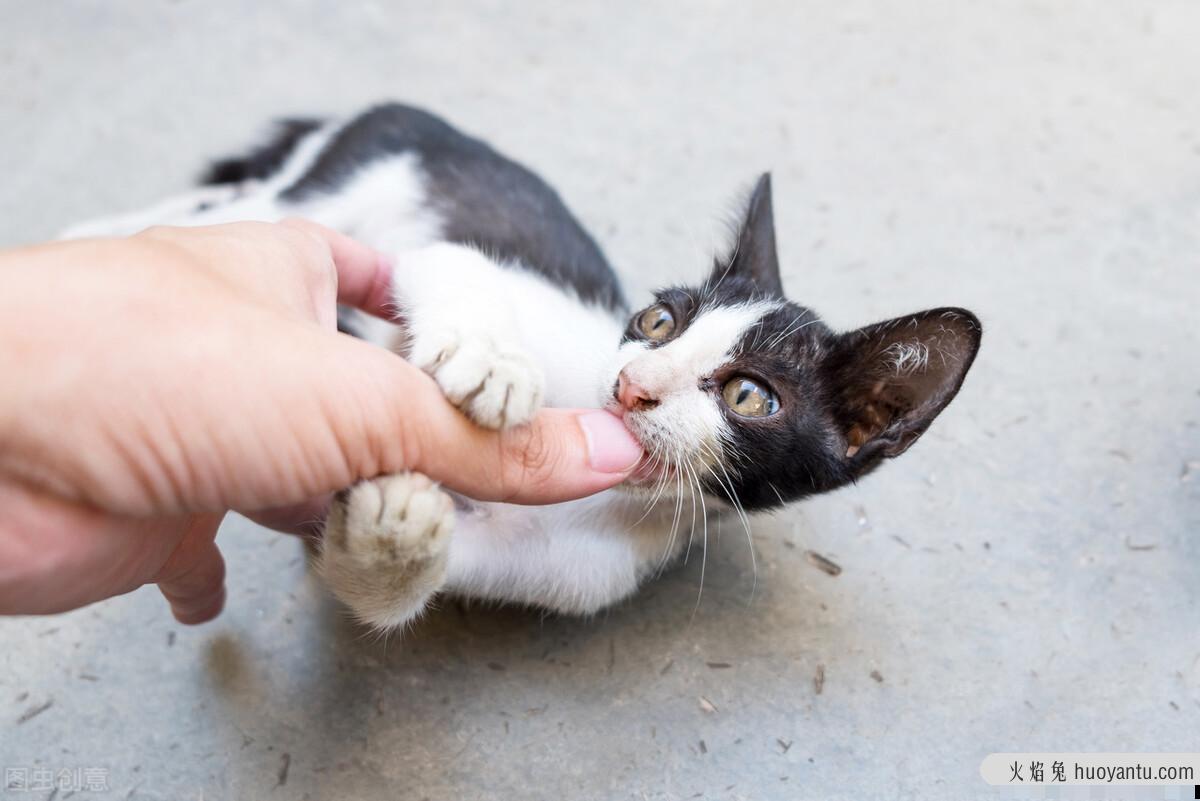 三个月小猫咬人怎么教育(怎么教育猫猫咬人)