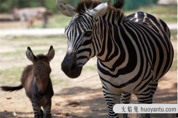 斑驴：平原斑马的变种,也被称之为半身马（19世纪灭绝）