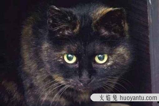 玳瑁猫是不是就是土猫?玳瑁猫是招财还是辟邪?