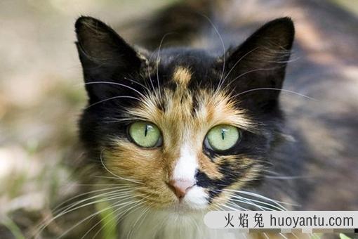 玳瑁猫是不是就是土猫?玳瑁猫是招财还是辟邪?