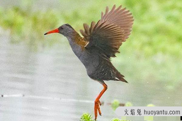 波哥大秧鸡:一种南美洲的秧鸡(水边筑巢/嘴壳鲜红)