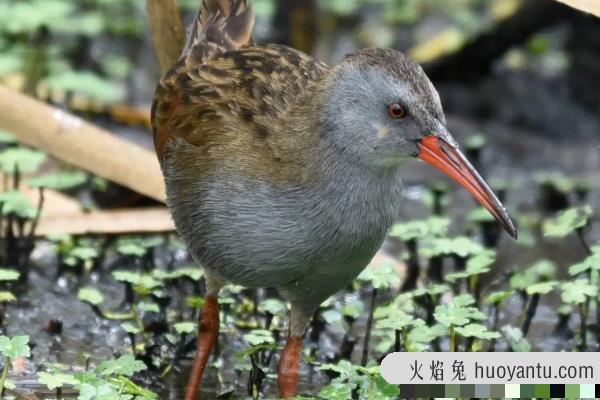 波哥大秧鸡:一种南美洲的秧鸡(水边筑巢/嘴壳鲜红)