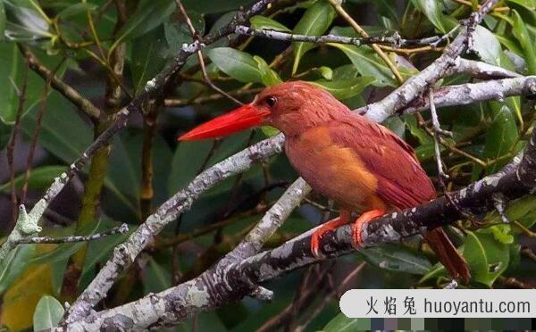 赤翡翠：身披赤棕色羽毛的翡翠鸟（中国长白山一带出没）