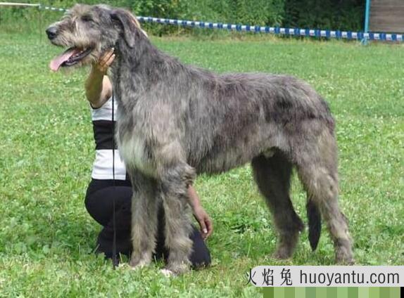 世界上最高大的猎犬，爱尔兰猎狼犬(将当地野狼灭绝)