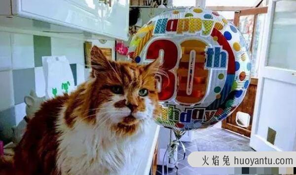 世界上年龄最大的猫，34岁花斑家猫（相当于人类152岁）