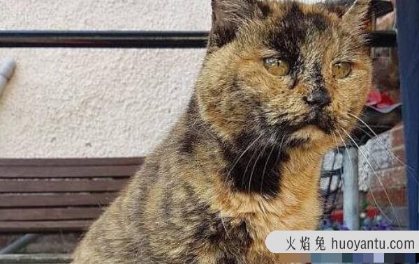 世界上年龄最大的猫，34岁花斑家猫（相当于人类152岁）