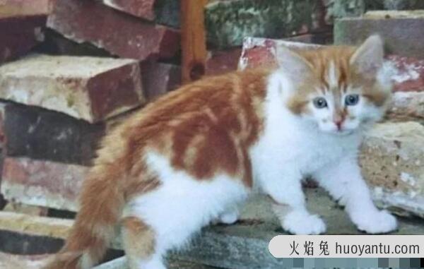 世界上年龄最大的猫，34岁花斑家猫（相当于人类152岁）