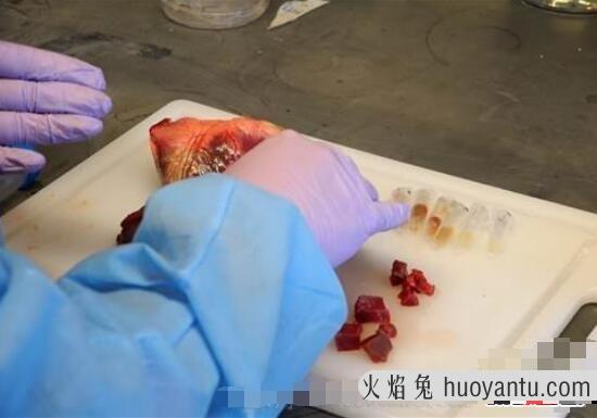 科学研究人体器官再生，缺胳膊少腿可以长复原(再生不再是梦)