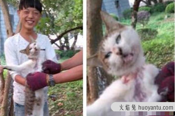 10·15浙江活剥小猫事件处理结果:女子活剥猫皮(笑容满面)