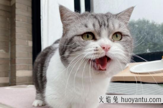 猫能饿几天