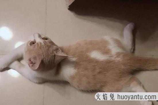 养猫对人的好处