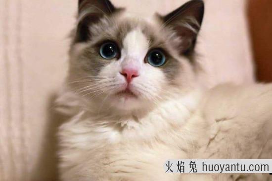 猫咪靠什么识别人