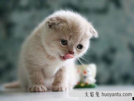 猫瘟可怕吗？猫瘟有可能治愈吗？