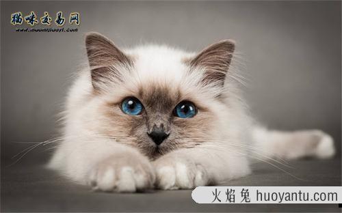 纯种宠物猫市场：缅因猫价格多少钱？