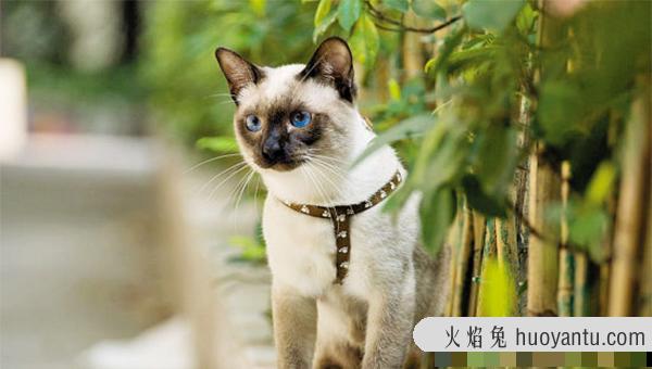 山东纯种波斯猫价格怎么卖？