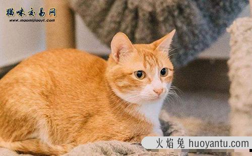 对英国短毛猫的价格做个约谈：猫舍老板很可怜！