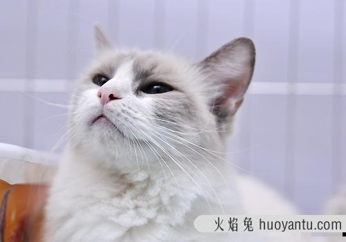 为什么布偶猫在一线城市比较受宠主们的青睐呢