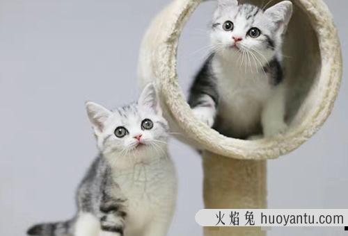 饲养一只加菲猫一年大概要花多少钱？