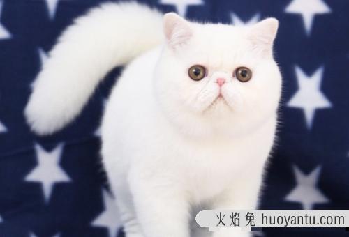 网上购买英国短毛猫为什么比猫舍价格便宜？