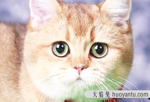 杭州布偶猫和英短蓝猫价格分别是多少？