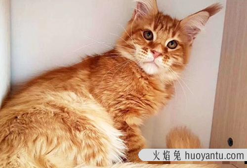 宠物猫中暑怎么办？猫咪生病输液需要注意哪些事项！