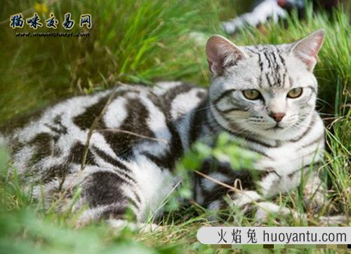 广安市纯种蓝猫市场价格怎么样？