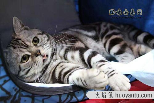 深圳纯种英国短毛猫价位如何？