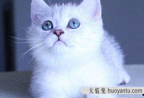 宠物猫到底吃猫粮好还是吃自制的猫咪好？