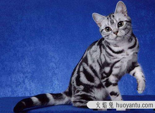 宠物猫价格多少取决于猫咪的颜色：英国短毛猫4种颜色科普！