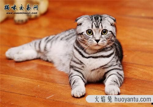 天津加菲猫价格一只多少钱？