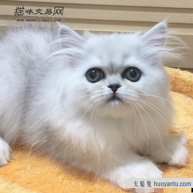 2020年山西英短蓝猫价位大概多少钱？