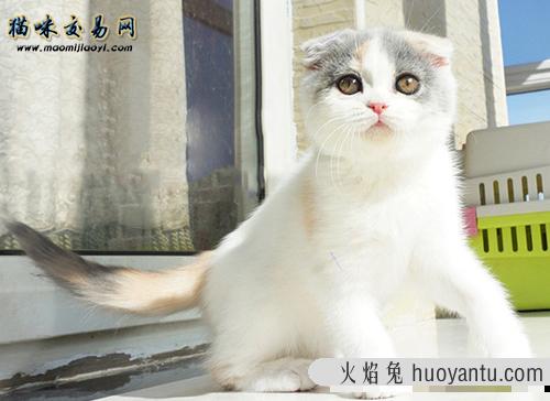 真相大盘点：为什么宠物猫主人不愿领养猫咪？