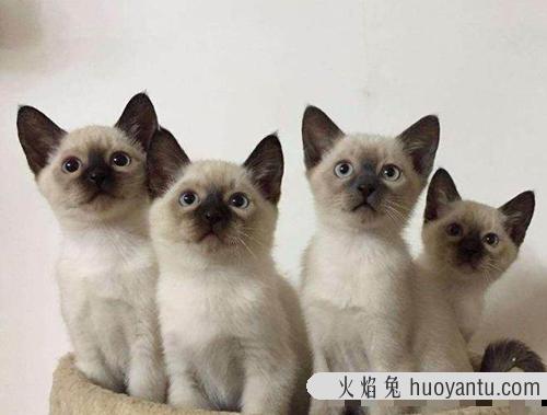 上海波斯猫拉肚子要怎么治？宠物猫拉肚子有哪些症状？