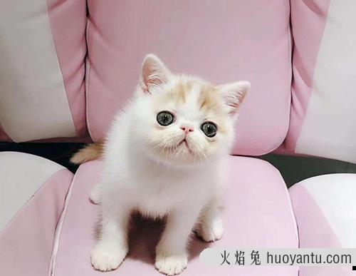 宠物猫可以活多久？如何延长猫咪的寿命？