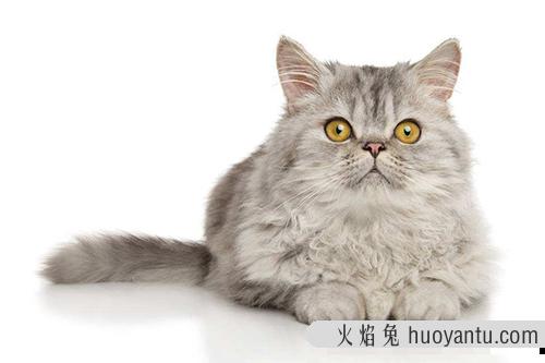 养猫宠主注意：巨型缅因猫价格行情公布！