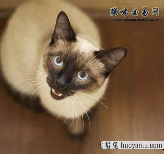 宠物猫市场价：这种英短金渐层猫咪多少钱一只