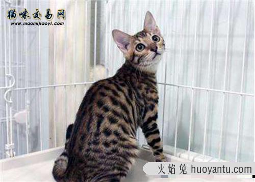 为什么领养猫咪的主人会越来越少？