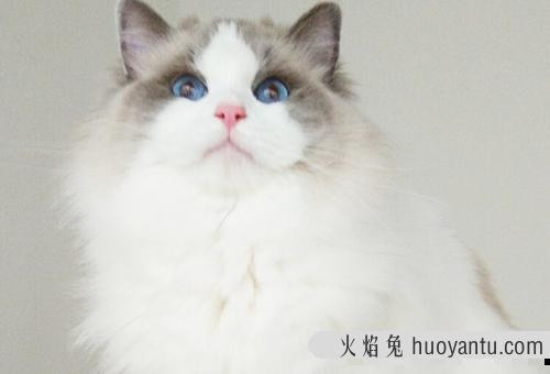 猫咪市场怎么样？英国短毛猫下半年价格走势！