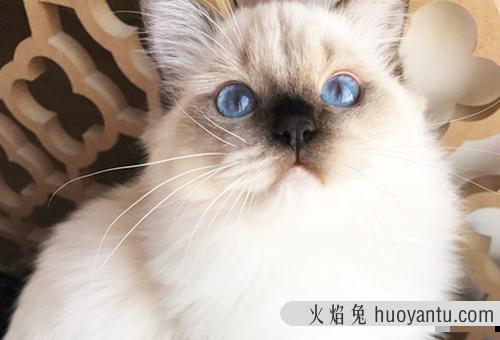 网上宠物猫交易会有那些风险呢？